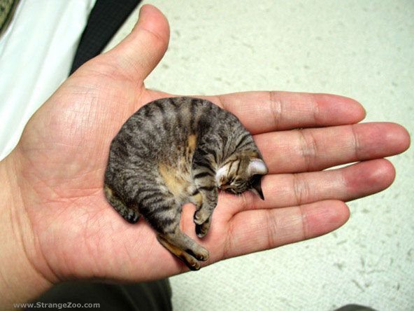 10 Of The Worlds Smallest Animals Funcage