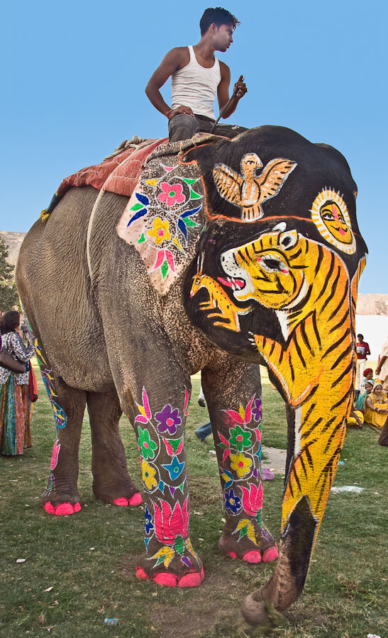 Elephant-Festival-in-India-010.jpg