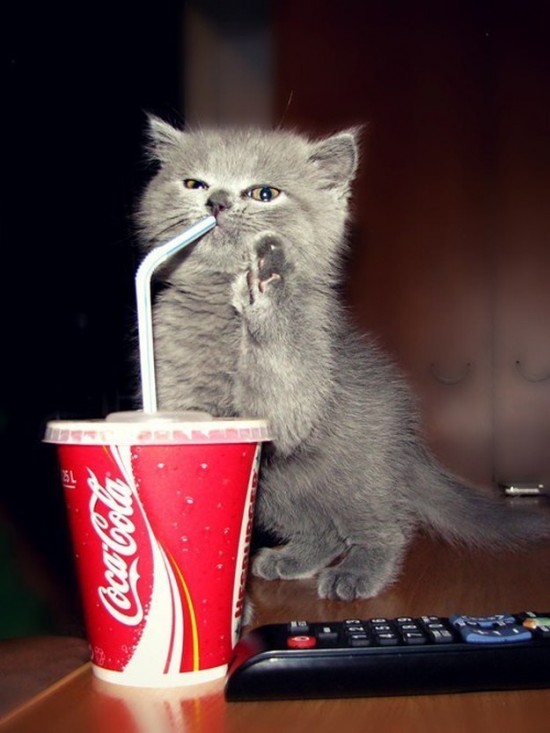 cola coca cats cat coke funny daily dose animals drinking diet soda cute straw funcage cheezburger right adorable don hold