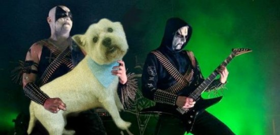 Bass-Guitars-Replaced-by-Dogs-028