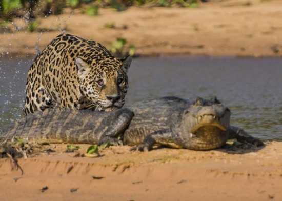 Jaguar-Hunts-For-A-Crocodile-004