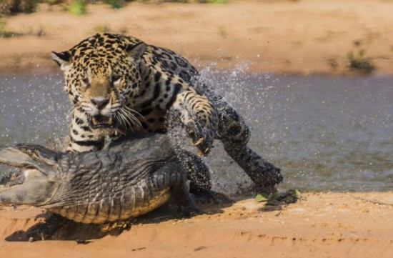 Jaguar-Hunts-For-A-Crocodile-005