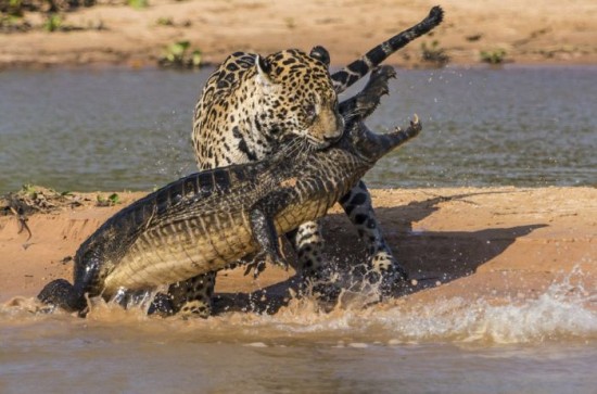 Jaguar-Hunts-For-A-Crocodile-007