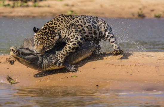 Jaguar-Hunts-For-A-Crocodile-008
