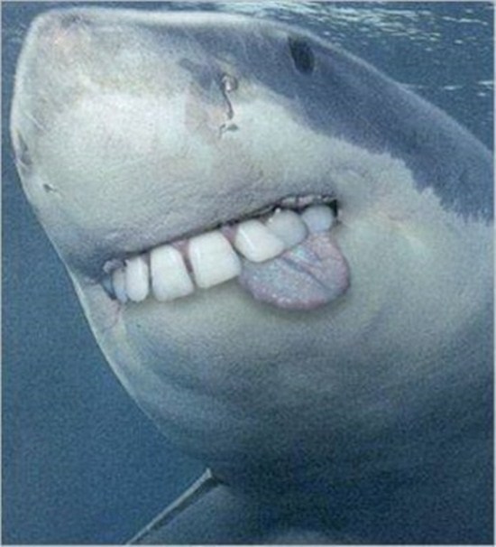 Sharks With Human Teeth (15 Photos) - FunCage