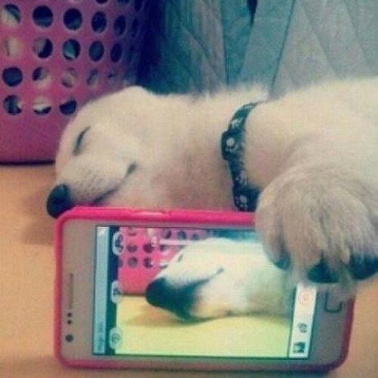 20 Dog Selfies 015