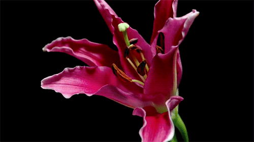 10 Beautiful GIFs Of Flowers - FunCage