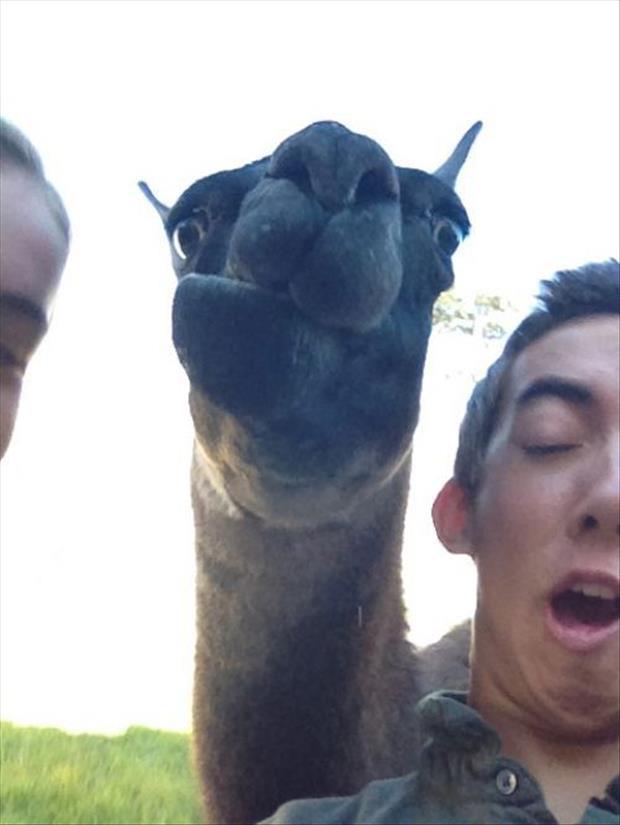You’ve Been Photobombed 022