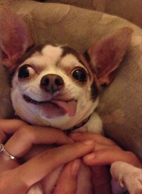 27 Hilarious Dogs That Forgot How to Dog - FunCage