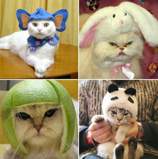Cats In Funny Costumes (15 Photos) - FunCage