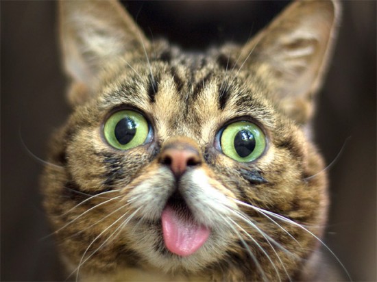 Cats Sticking Out Tongues (17 Photos) - FunCage