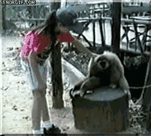 demanding-monkey-has-a-bad-itch.gif