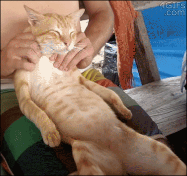 kitty-massage.gif