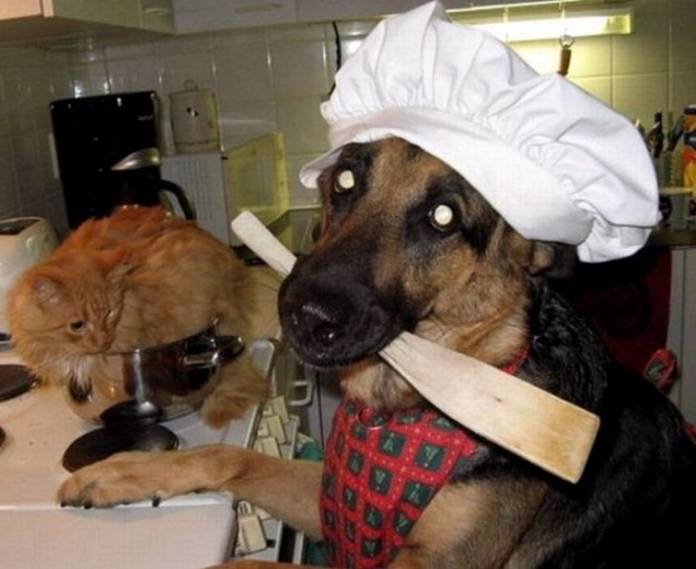 dog cooking