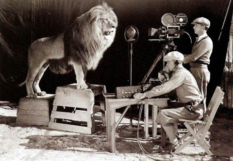 The MGM Lion