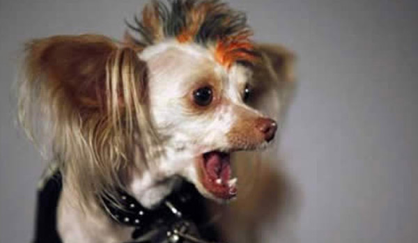 9 Hilarious Dog Haircuts - FunCage