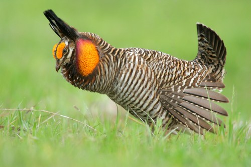 Attwater’s Prairie Chicken