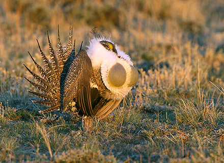 Greater Sage Grouse