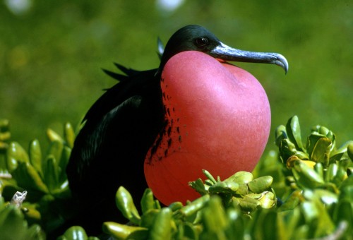 Magnificent Frigatebird