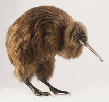 North Island Brown Kiwi