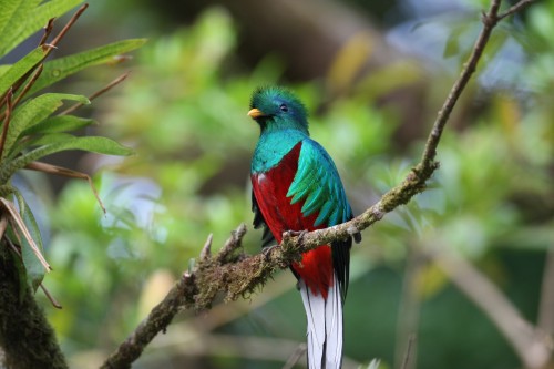 Resplendent Quetzal