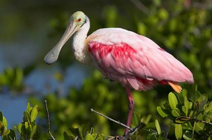 Roseate Spoonbill