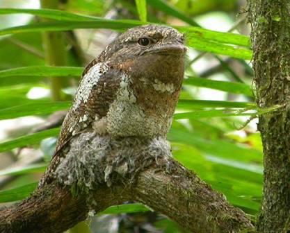 Sri Lanka Frogmouth