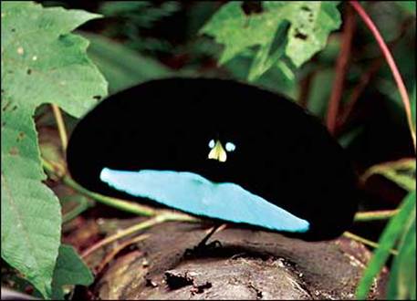 Superb Bird-of-paradise