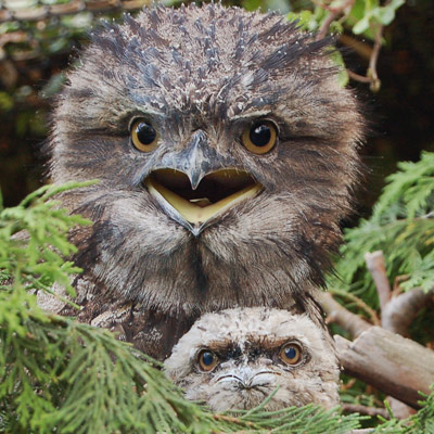 Tawny Frogmouth