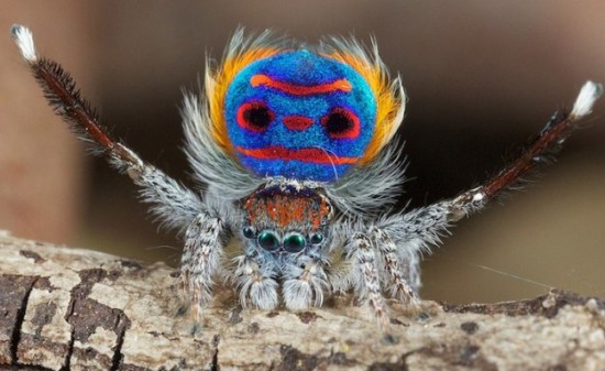Colorful-Spider-Peacock-001