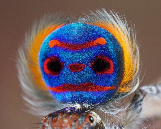 Colorful-Spider-Peacock-002