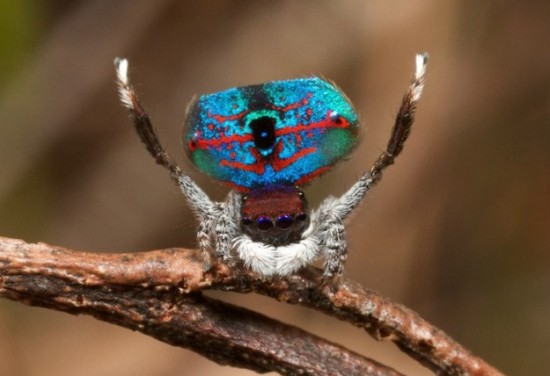 Colorful-Spider-Peacock-003
