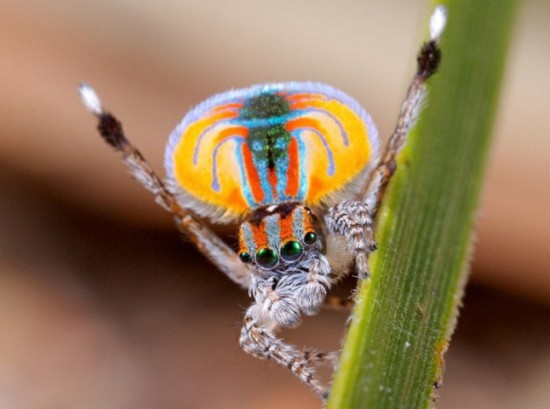 Colorful-Spider-Peacock-004
