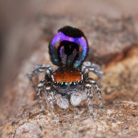 Colorful-Spider-Peacock-006