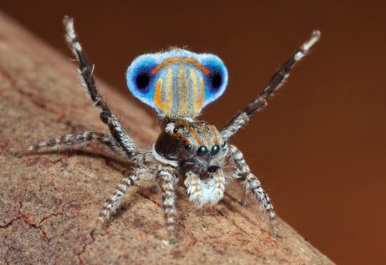 Colorful-Spider-Peacock-007