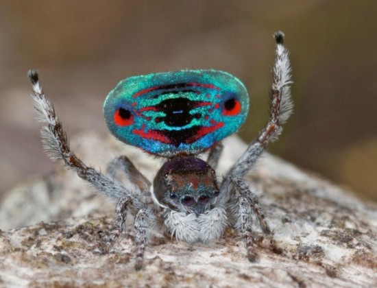 Colorful-Spider-Peacock-008