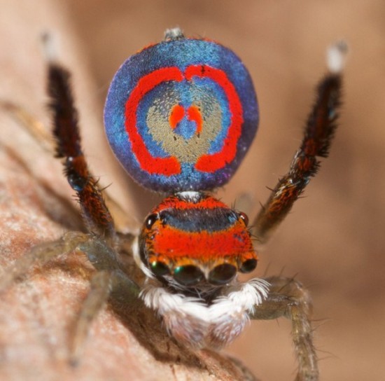 Colorful-Spider-Peacock-010