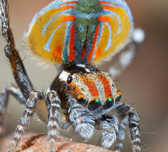 Colorful-Spider-Peacock-011