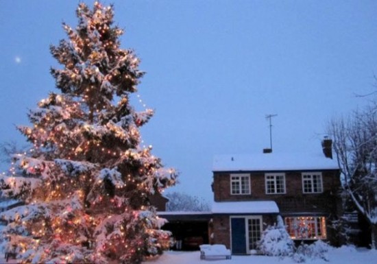 This-Small-Christmas-Tree-Grew-to-Amaze-the-Whole-Town-007