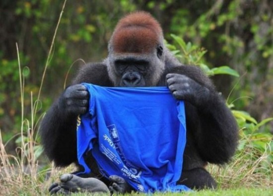A-Gorilla-Gets-Dressed-in-a-T-Shirt-001