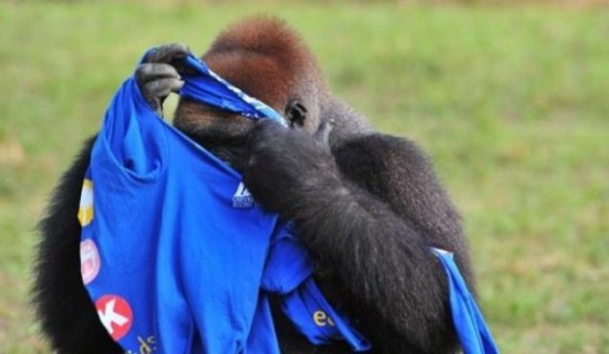 A-Gorilla-Gets-Dressed-in-a-T-Shirt-002