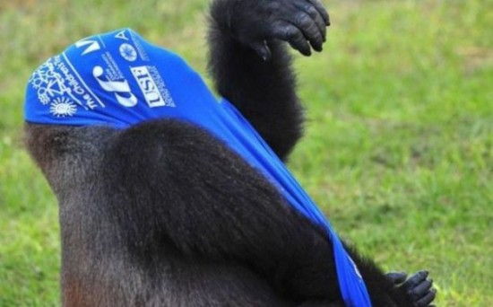 A-Gorilla-Gets-Dressed-in-a-T-Shirt-003