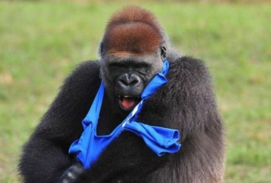 A-Gorilla-Gets-Dressed-in-a-T-Shirt-004