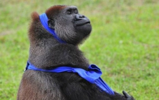A-Gorilla-Gets-Dressed-in-a-T-Shirt-006