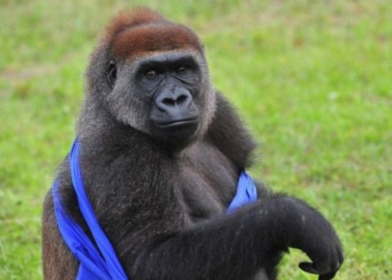 A-Gorilla-Gets-Dressed-in-a-T-Shirt-007