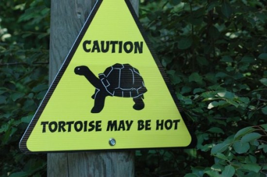 Funny-Animal-Signs-005