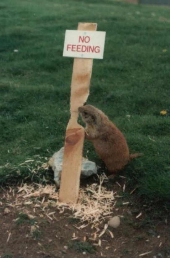 Funny-Animal-Signs-007