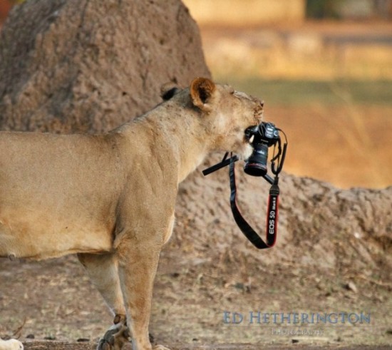 Lion-dragged-the-main-tool-of-Photographer-001