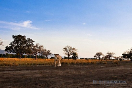 Lion-dragged-the-main-tool-of-Photographer-003