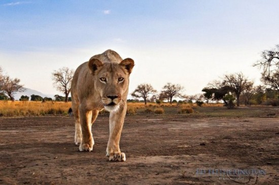 Lion-dragged-the-main-tool-of-Photographer-004